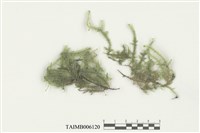 藏品(平苔科)的圖片